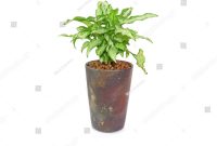 Growing Japanese Maples in Pots — PlantingTree.com