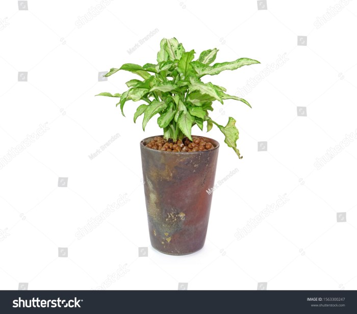 Growing Japanese Maples in Pots — PlantingTree.com Growing Japanese Maples in Pots — PlantingTree.com